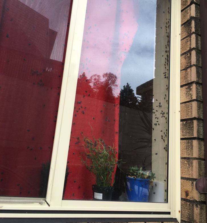 A văzut mii de muște pe fereastra vecinului și a simțit un miros. A bătut la ușă și..