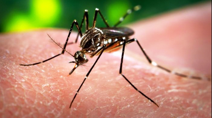 Organizația Mondială a Sănătății, reuniune de urgență pentru discuții despre virusul Zika