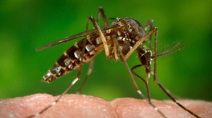 Virusul Zika. A fost descoperit primul caz de infectare din China