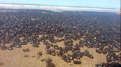 ”Cred că e sfârșitul lumii”. Ce au văzut oamenii de pe o plajă din Argentina. Totul a devenit negru