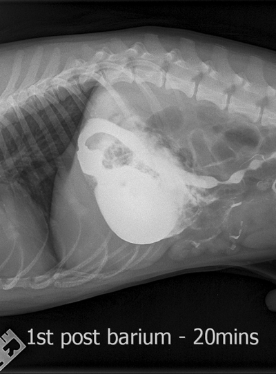 Ce a găsit medicul veterinar în stomacul acestui câine. A fost o premieră!