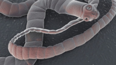 Tenia - paraziti intestinali, Cât timp viermii părăsesc corpul