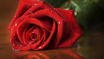 Ce înseamnă când primeşti un trandafir roşu? Dar când primeşti zece? Semnificaţia fiecărui gest