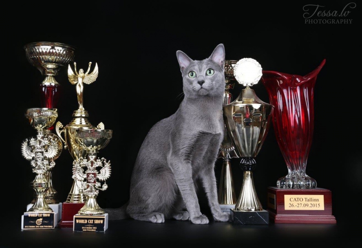 Olimpiada pisicilor. Cele mai frumoase pisici din lume vin la București pentru a fi admirate (P)