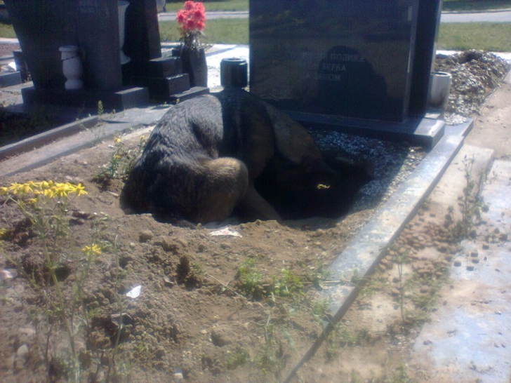S-a dus la mormântul tatălui să-l curețe. Ce a găsit pe pământ a lăsat-o fără glas: ”Stătea ghemuit”