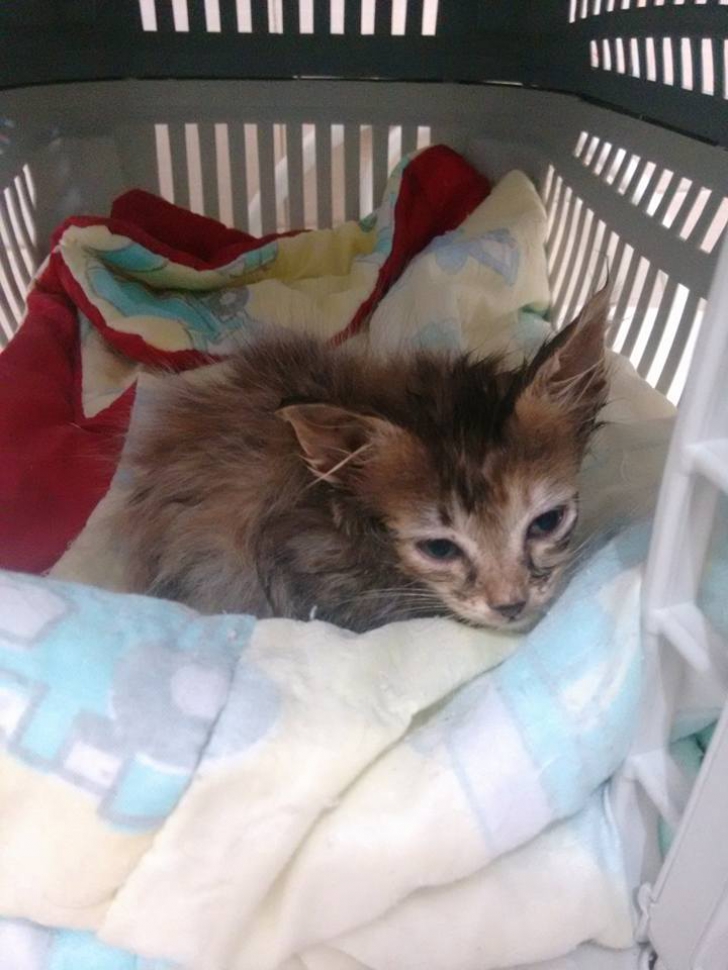 A găsit o pisică abandonată într-o pungă de gunoi. A luat-o acasă și asta i-a schimbat viața