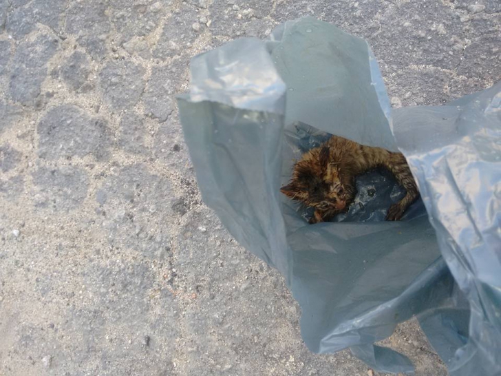 A găsit o pisică abandonată într-o pungă de gunoi. A luat-o acasă și asta i-a schimbat viața