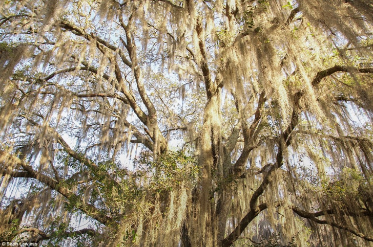 Disney Park abandonat