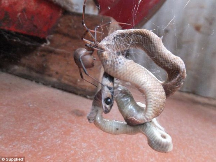 Momentul terifiant în care un şarpe este prins în pânza unui păianjen