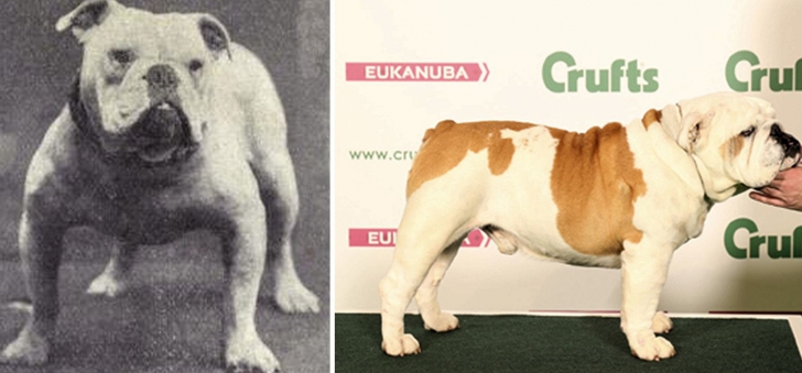 Cum au distrus oamenii rasele de câini în ultima sută de ani. Diferențele sunt uriașe!