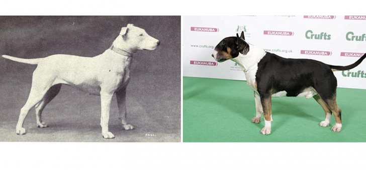 Cum au distrus oamenii rasele de câini în ultima sută de ani. Diferențele sunt uriașe!