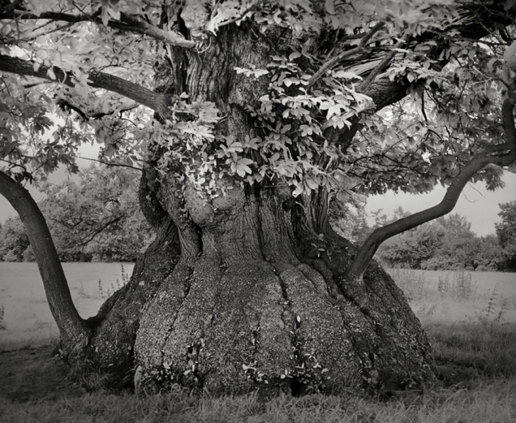 Cum arată cei mai vechi copaci din lume! Imagini uimitoare