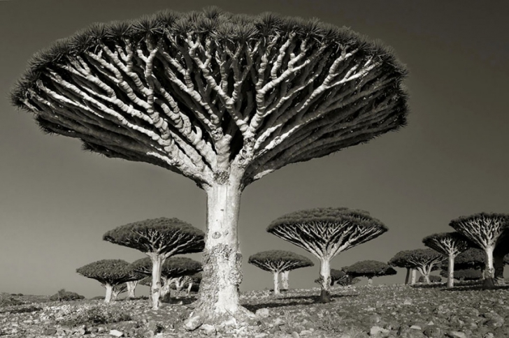 Cum arată cei mai vechi copaci din lume! Imagini uimitoare