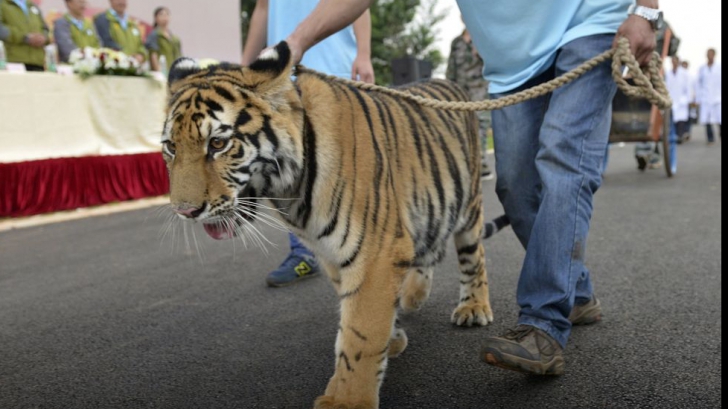 Un îngrijitor de animale beat s-a plimbat cu un pui de tigru într-un centru comercial! Ce a pățit