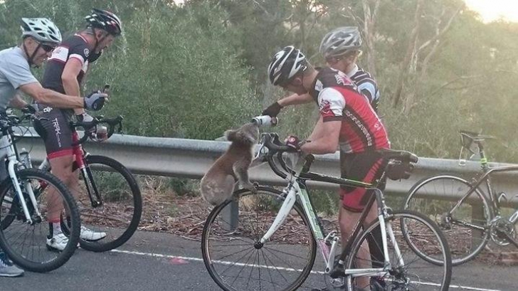 Un grup de ciclişti, opriţi de un ursuleţ koala. Ce s-a întâmplat imediat după aceea e uimitor!