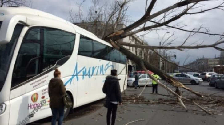 Vântul puternic face ravagii în Capitală. Un copac a căzut peste un autocar aflat în mers
