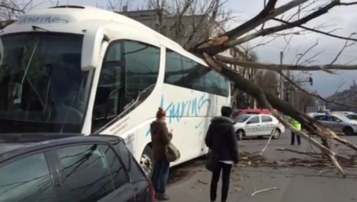 Accident în Capitală. Un copac a căzut peste autocar 