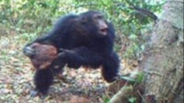 Descoperire uluitoare. Mai mulți cimpanzei, într-un ritual ciudat. ”Parcă ar crede în divinitate”
