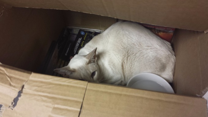 Dragostea pentru cutii a băgat o pisică în bucluc. A călătorit 8 zile într-un colet poştal