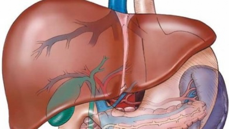 Ficatul nu doare! Cum descoperi că ai o afecţiune hepatică