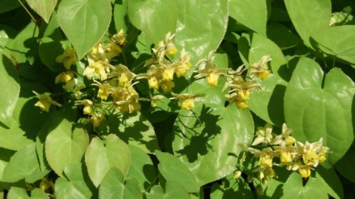 Ceaiurile cu efect de Viagra. Care sunt plantele care stimulează potenţa | gogamuseum.ro
