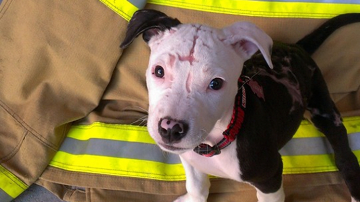 Povestea emoţionantă a acestui patruped: a fost salvat dintr-un incendiu, apoi a devenit "pompier"
