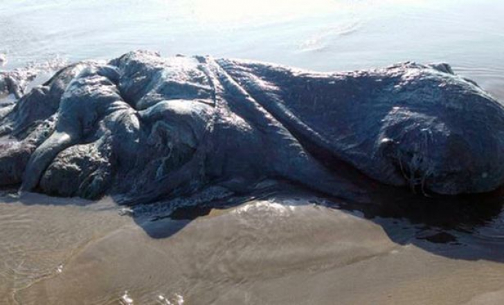 Monstru marin eşuat pe o plajă. Nimeni nu ştie ce este 