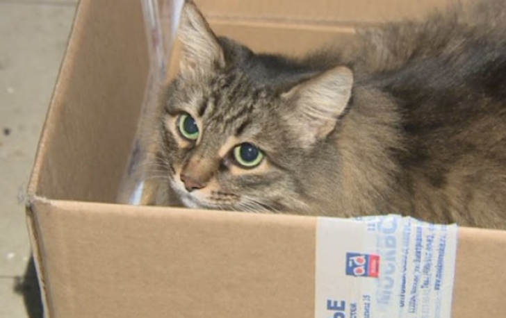 Pisica &icirc;ncepuse să scoată sunete sf&acirc;şietoare, aşa că s-a apropiat. C&acirc;nd a văzut grozăvia, a &icirc;ngheţat