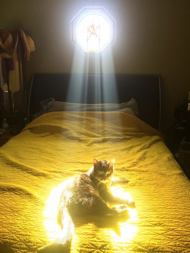 Pisicile iubesc lumina! Nu o să îți vină să crezi în ce ipostaze au fost fotografiate 