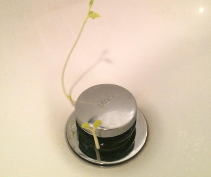 Au crescut plante în cabina de duş. Motivul? Uluitor. Şi tu poţi păţi asta
