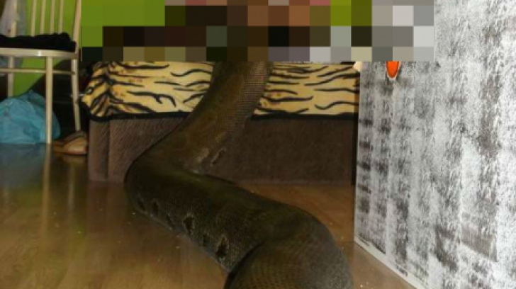 Descoperirea înspăimântătoare: ce se află la celălalt capăt al șarpelui 