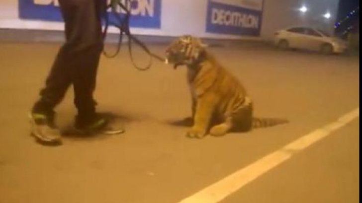 Un îngrijitor de animale beat s-a plimbat cu un pui de tigru într-un centru comercial! Ce a pățit