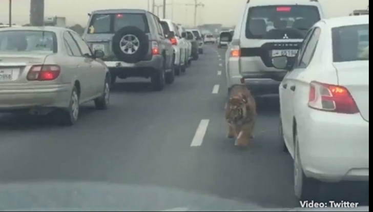 Un tigru s-a plimbat nestigherit printre maşini pe autostradă. Reacția șoferilor