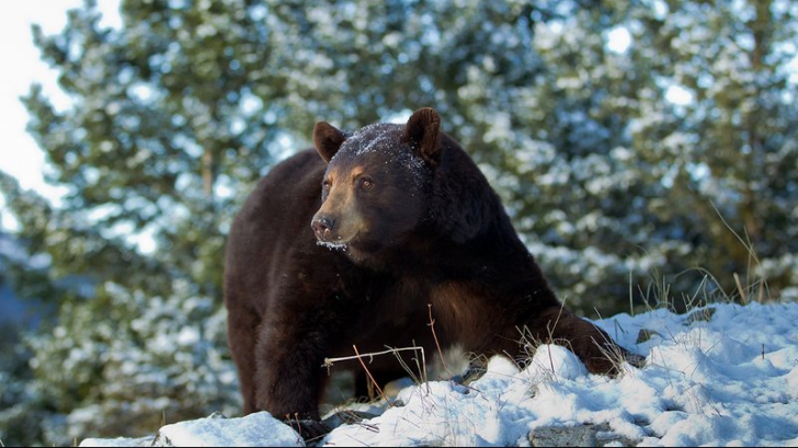 Se plimba liniştit prin pădure, când un urs i-a ieşit în faţă. Reacţia sa este incredibilă!