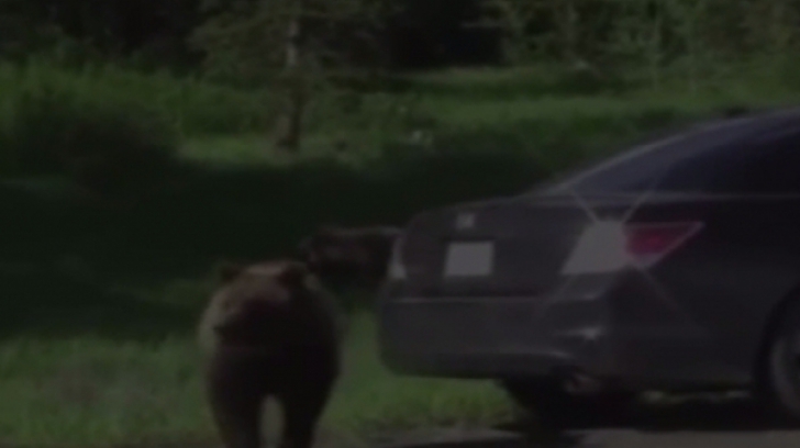 Un urs a distrus o maşină de două ori în trei zile 