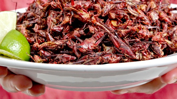 Făina din insecte a fost interzisă în produsele tradiționale românești. Mâncarea cu gândaci, larve și viermi va fi pusă pe raft special