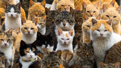 O armată de jumătate de milion de pisici, ultima soluție pentru salvarea Romei