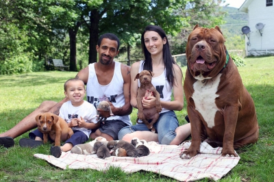 Cum a impresionat un pitbull de 80 kg tot Internetul. A fătat opt pui şi iată cum are grijă de ei!