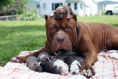 Cum a impresionat un pitbull de 80 kg tot Internetul. A fătat opt pui şi iată cum are grijă de ei!