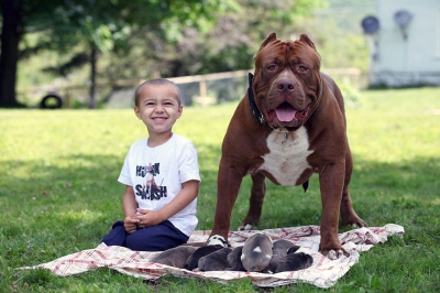 Cum a impresionat un pitbull de 80 kg tot Internetul. A fătat opt pui şi iată cum are grijă de ei!