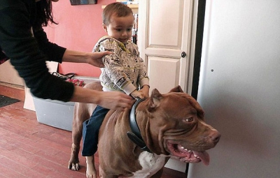 Cum a impresionat un pitbull de 80 kg tot Internetul. A fătat opt pui şi iată cum are grijă de ei!