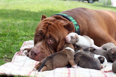 Cum a impresionat un pitbull de 80 kg tot Internetul. A fătat opt pui şi iată cum are grijă de ei!