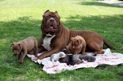 Cum a impresionat un pitbull de 80 kg tot Internetul. A fătat opt pui şi iată cum are grijă de ei!