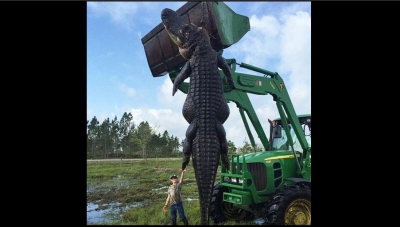 Au ucis un aligator-monstru. L-au despicat și când au văzut ce are în stomac au înghețat