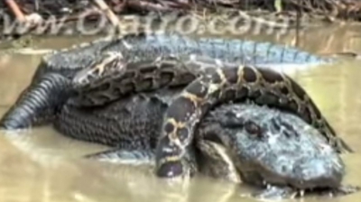 Au ucis un aligator-monstru. L-au despicat și când au văzut ce are în stomac au înghețat