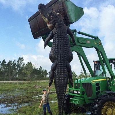 Au ucis un aligator-monstru. L-au despicat și când au văzut ce are în stomac au înghețat