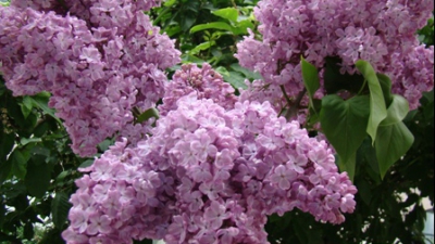 Efectele nebănuite ale liliacului. Iată cum se prepară loţiunea minune care combate reumatismul