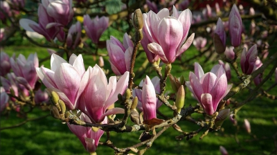 Este foarte frumoasă, dar are şi proprietăţi vindecătoare. Sigur nu ştiai asta despre magnolie!