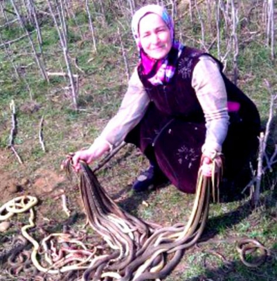 Săpa în grădină pentru a sădi cartofi, dar a dat peste un cuib de şerpi. Ce se petrece apoi, şocant!