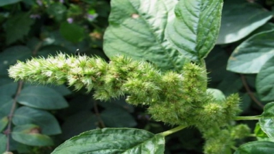 Creşte peste tot, dar puţini ştiu cât de bun este pentru organism. Ştirul, un "izvor" de sănătate!